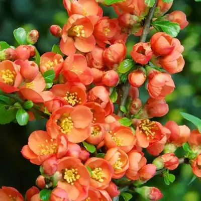 Айва ОРАНЖ ТРЕЙЛ в Бобруйске