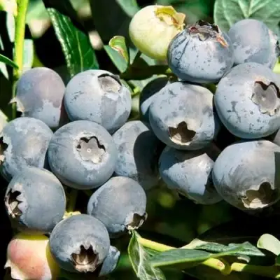 Голубика ЧАНДЛЕР в Бобруйске