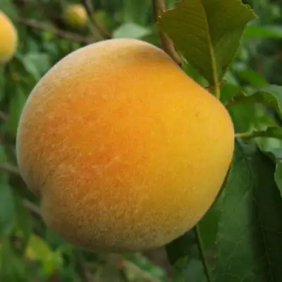 Персик ДОНЕЦКИЙ ЖЕЛТЫЙ в Бобруйске