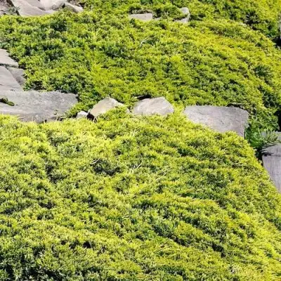 Можжевельник ГОЛДЕН КАРПЕТ горизонтальный  в Бобруйске