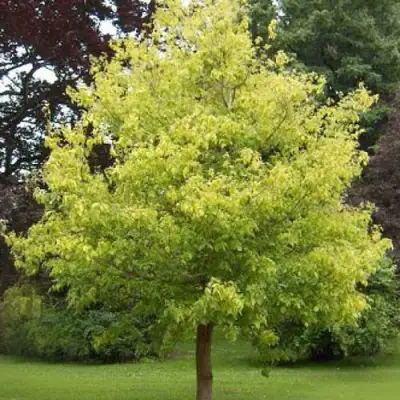 Клен ясенелистный в Бобруйске