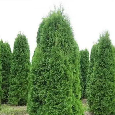 Туя КОЛУМНА западная в Бобруйске