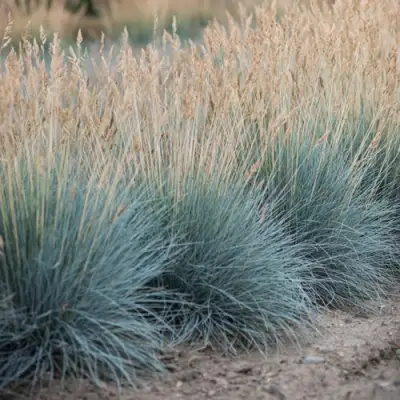 Овсяница АЙСФОГЕЛЬ сизая в Бобруйске