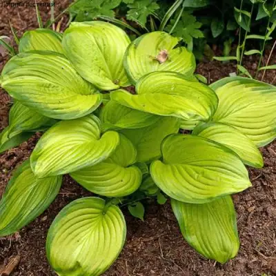 Хоста СТЕЙНД ГЛАСС гибридная в Бобруйске