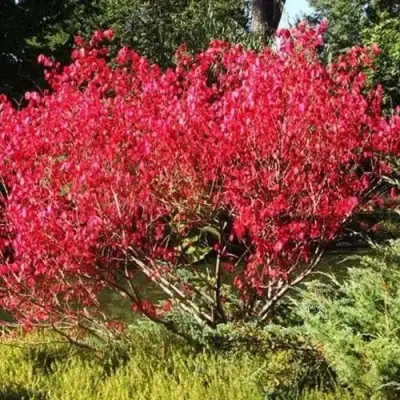 Бересклет ЕВРОПЕЙСКИЙ в Бобруйске