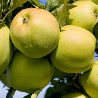 Яблоня МУТСУ в Бобруйске