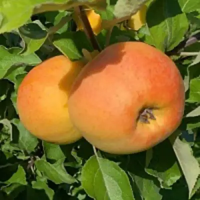 Яблоня АНТОНОВКА ЗОЛОТАЯ в Бобруйске