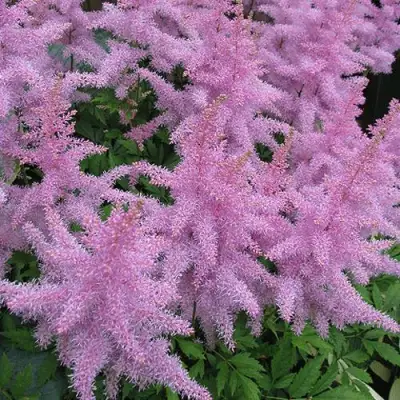 Астильба ГИАЦИНТ Арендса в Бобруйске