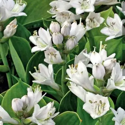 Хоста МОНСТЕР ИРЗ гибридная в Бобруйске