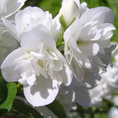 Жасмин ЖИРАНДОЛЬ в Бобруйске