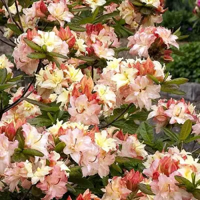 Азалия КЭННОНС ДАБЛ листопадная в Бобруйске