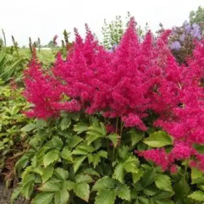 Астильба САННИ ДЕЙ гибридная в Бобруйске