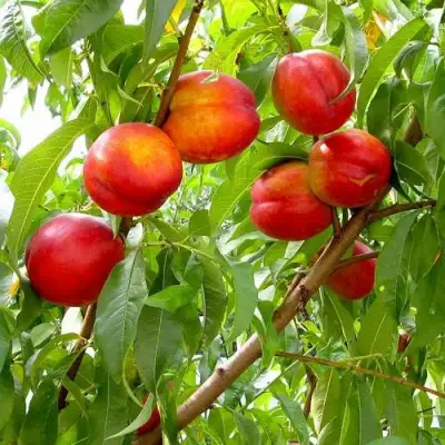 Нектарин ХАРБЛЕЙЗ в Бобруйске