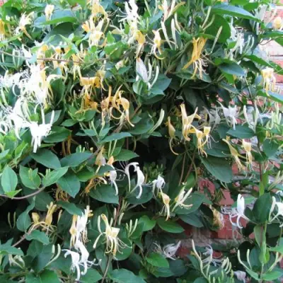 Жимолость ХАЛЛИАНА японская (Хелиана) в Бобруйске