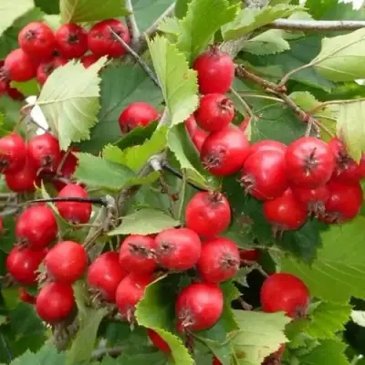 Боярышник СВАЯК в Бобруйске