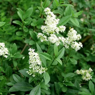 Бирючина обыкновенная АТРОВИРЕНС в Бобруйске