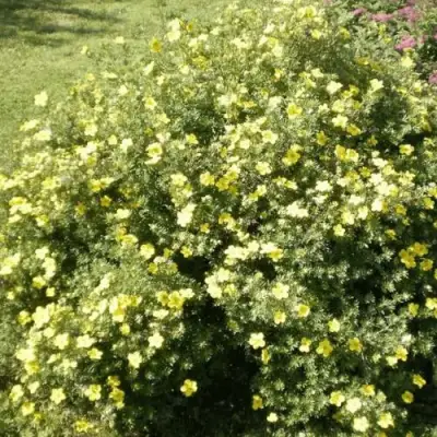 Лапчатка КЛОНДАЙК кустарниковая в Бобруйске