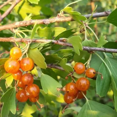 Смородина золотистая ЛЯЙСАН в Бобруйске