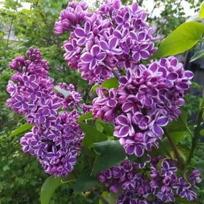 Сирень СЕНСАЦИЯ в Бобруйске