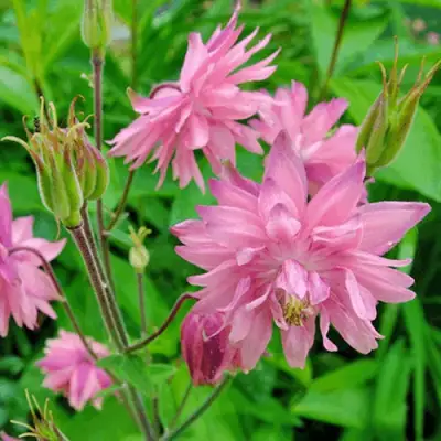 Аквилегия БАРЛОУ ПИНК гибрид МакКаны в Бобруйске