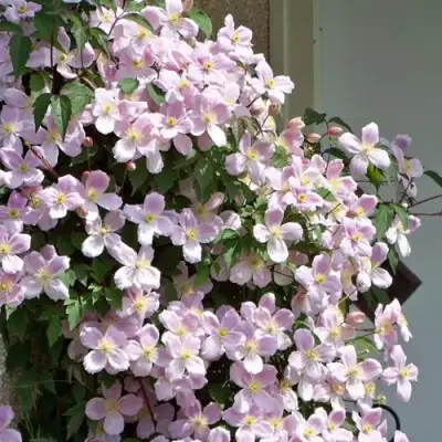 Клематис ГОРНЫЙ в Бобруйске