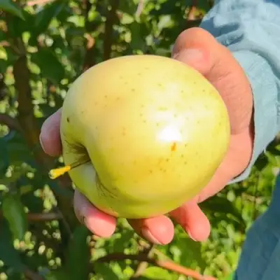 Яблоня ЗАЙЧУК в Бобруйске
