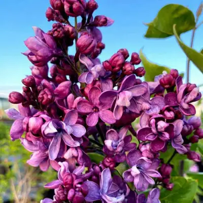 Сирень ВИОЛЕТТА в Бобруйске