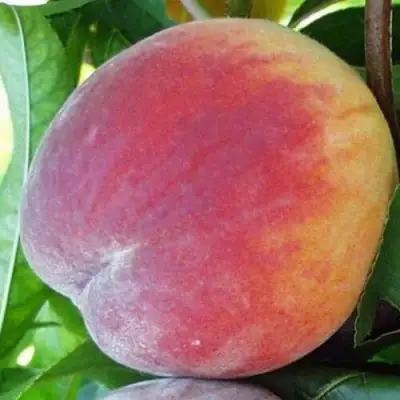 Персик ТОП СВИТ в Бобруйске