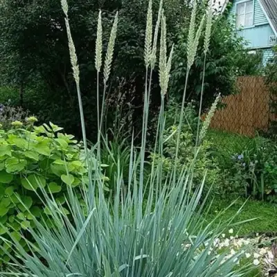 Элимус БЛЮ ДЮН песчаный в Бобруйске