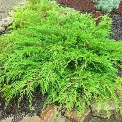 Микробиота ЯКОБСЕН перекрестнопарная в Бобруйске