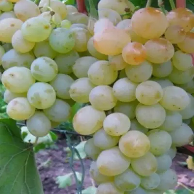 виноград Мускат Нины