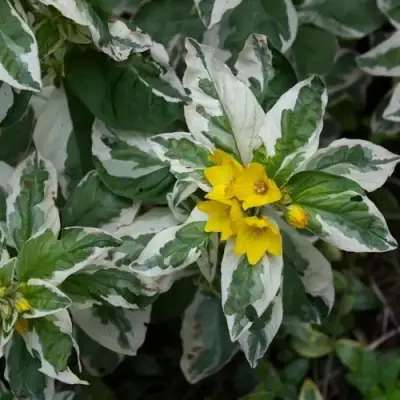 Вербейник АЛЕКСАНДР точечный в Бобруйске