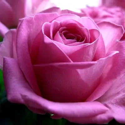 Роза ЭЙФЕЛЕВА БАШНЯ чайно-гибридная в Бобруйске