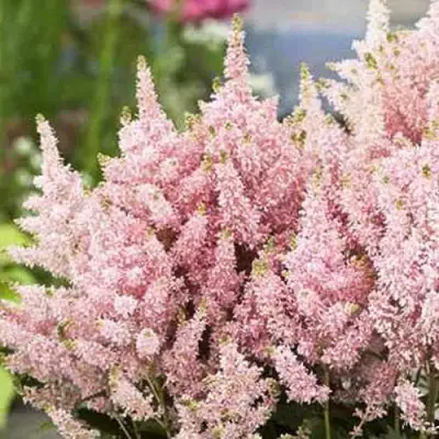 Астильба ЮНИК САЛМОН гибридная в Бобруйске