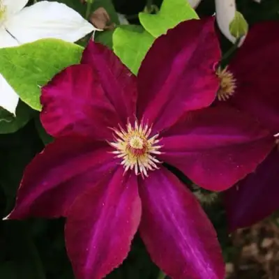 Клематис МАЗОВШЕ в Бобруйске