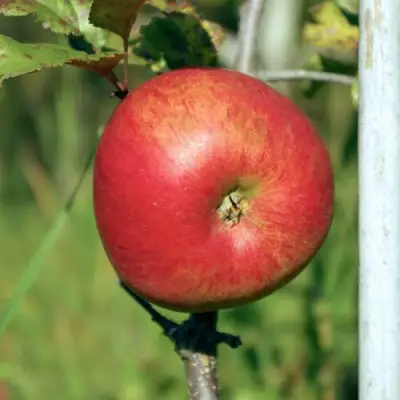 Яблоня ДЫЯМЕНТ в Бобруйске