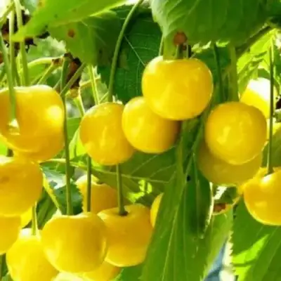 Черешня ПОДСНЕЖНИК в Бобруйске