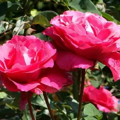 Роза ВИЕН РОУЗ чайно-гибридная в Бобруйске