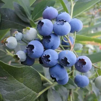 Голубика ЛЕГАЦИЯ в Бобруйске