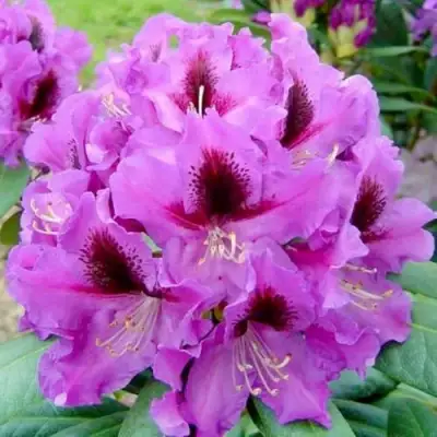 Рододендрон РАСПУТИН в Бобруйске