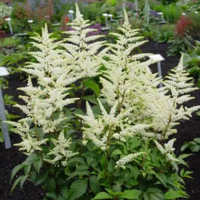 Астильба БРАУТШЛЕЙЕР Арендса в Бобруйске