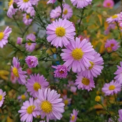 Астра СТРОУБЕРРИ ЭНД КРИМ новобельгийская в Бобруйске