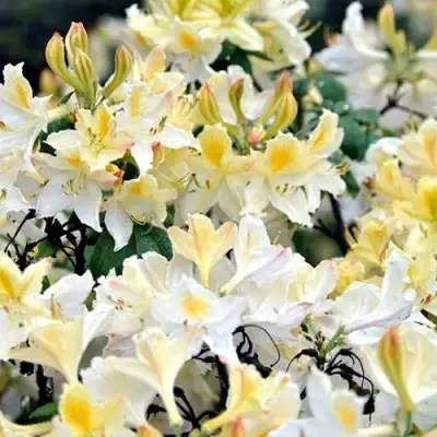 Азалия ДАВИЗИ листопадная в Бобруйске