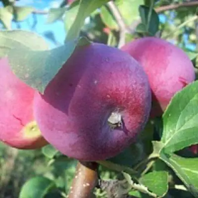 Яблоня СЕРЕБРЯНОЕ КОПЫТЦЕ в Бобруйске