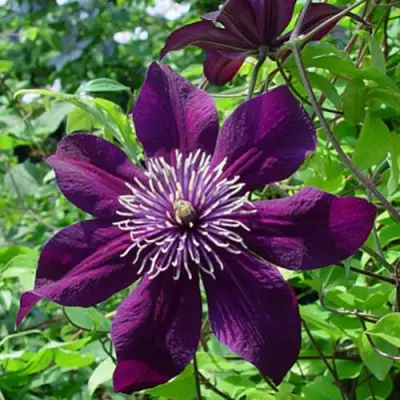Клематис ПАНТЕР в Бобруйске