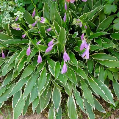 Хоста СТИЛЕТТО гибридная в Бобруйске