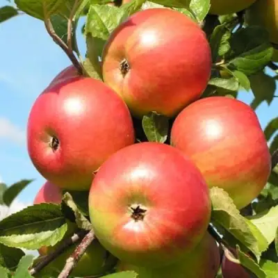 Яблоня ФРИДОМ в Бобруйске