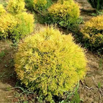 Туя ГЛОБОЗА АУРЕА западная в Бобруйске