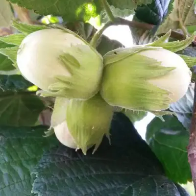 Фундук ЮННАТ в Бобруйске