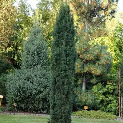 Тис ВОЙТЕК средний  в Бобруйске